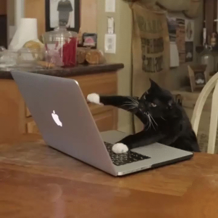 meme de gato escribiendo en ordenador
